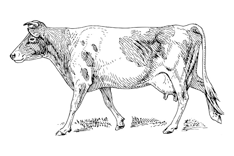 Guernsey cow png clipart, farm animal hand drawn illustration